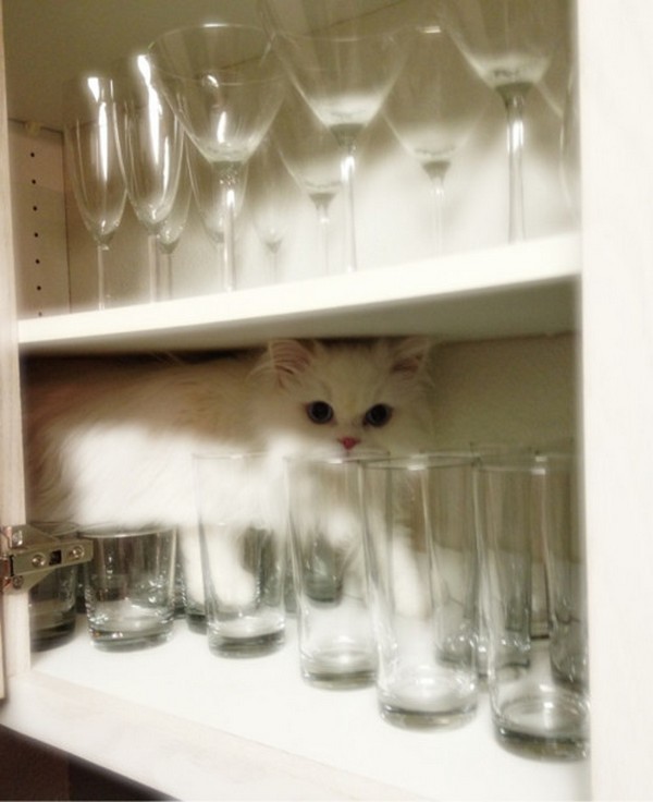 小白 1